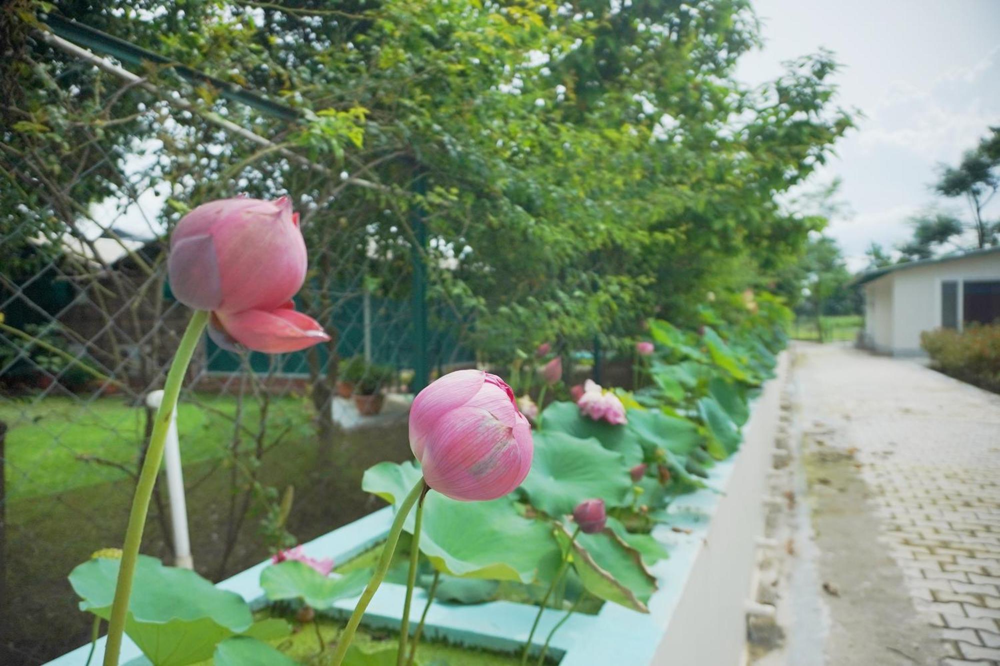 Sukoon - A Wellness Resort, Uttarakhand Chuharpur 外观 照片