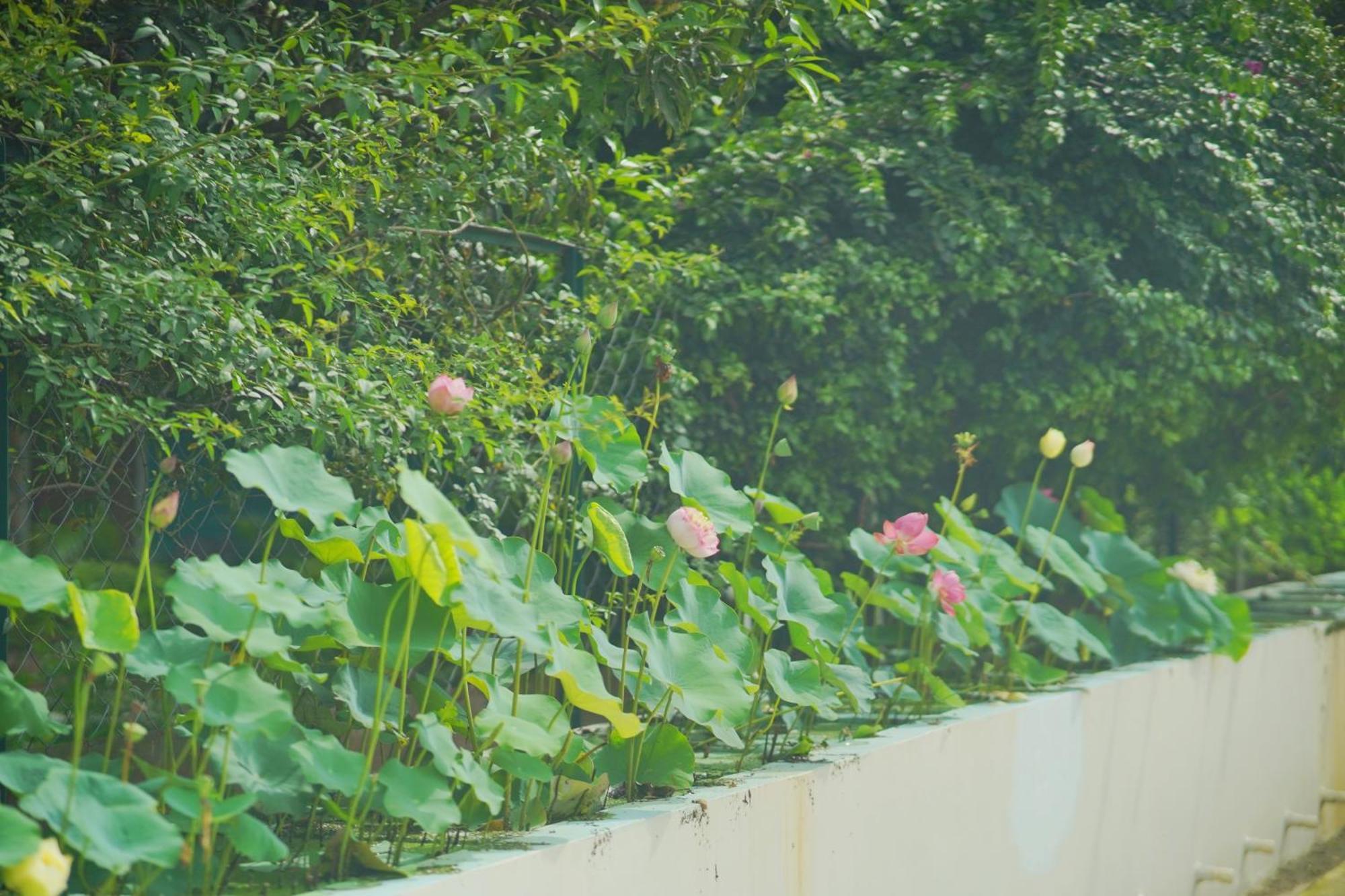 Sukoon - A Wellness Resort, Uttarakhand Chuharpur 外观 照片